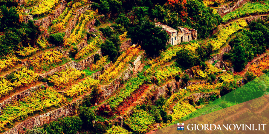 5 paesaggi d'Autunno per chi ama il vino 5 paesaggi d'Autunno per chi ama il vino