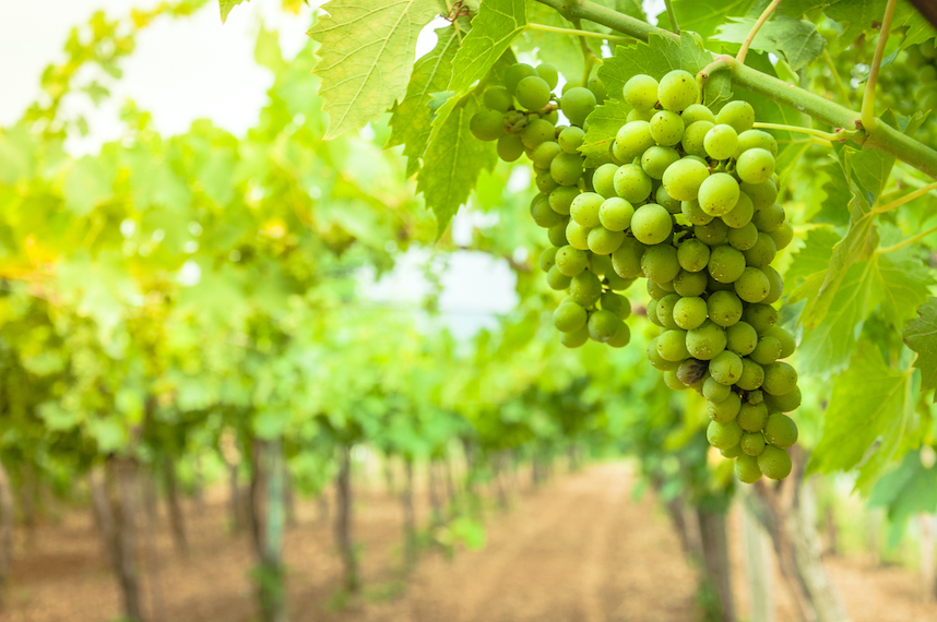 Falanghina, il vino simbolo della Campania Falanghina, il vino simbolo della Campania