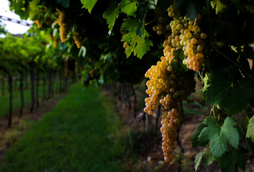 Vino Lugana: vitigno, caratteristiche e abbinamenti Vino Lugana: vitigno, caratteristiche e abbinamenti