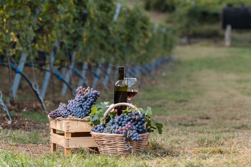 Amarone della Valpolicella: storia e caratteristiche dell'amato vino veneto Amarone della Valpolicella: storia e caratteristiche dell'amato vino veneto
