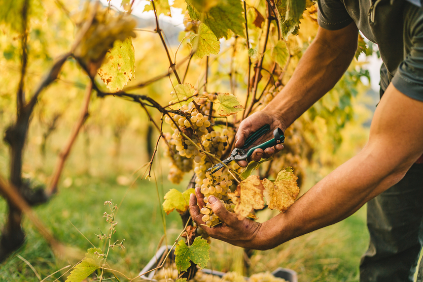 Settembre, il mese dell'uva: inizia il momento magico della vendemmia Settembre, il mese dell'uva: inizia il momento magico della vendemmia