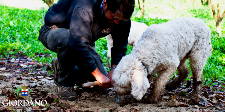 La ricerca del tartufo in Piemonte