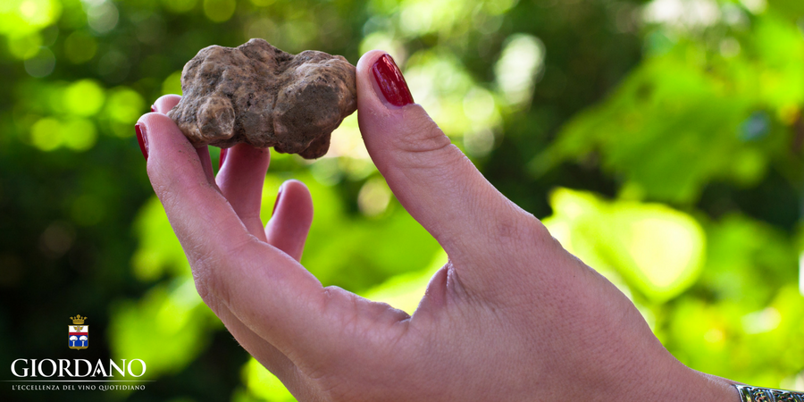 Come usare il tartufo in cucina Come usare il tartufo in cucina