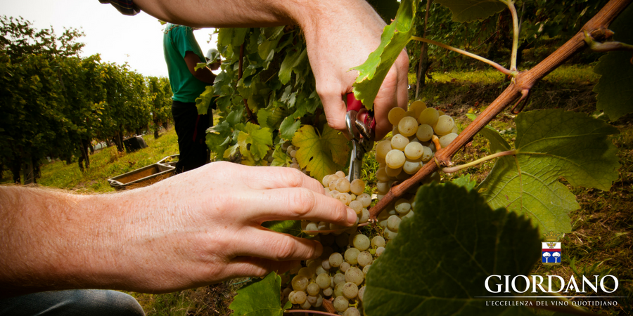 Settembre, tempo di vendemmia in Piemonte!