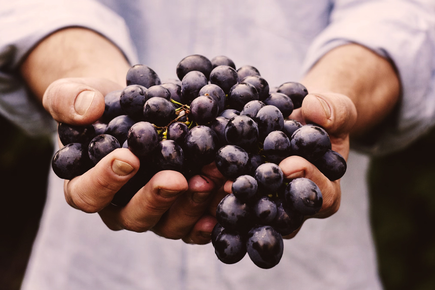 Il vino come cultura della convivialità Il vino come cultura della convivialità