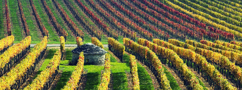 Strade del Vino, la Savoia in Autunno