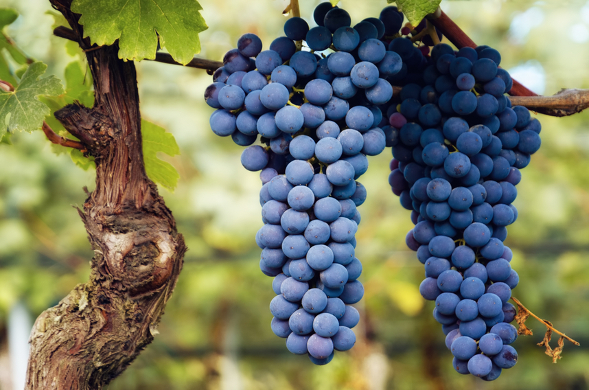 barolo docg vitigno zona e metodo di produzione