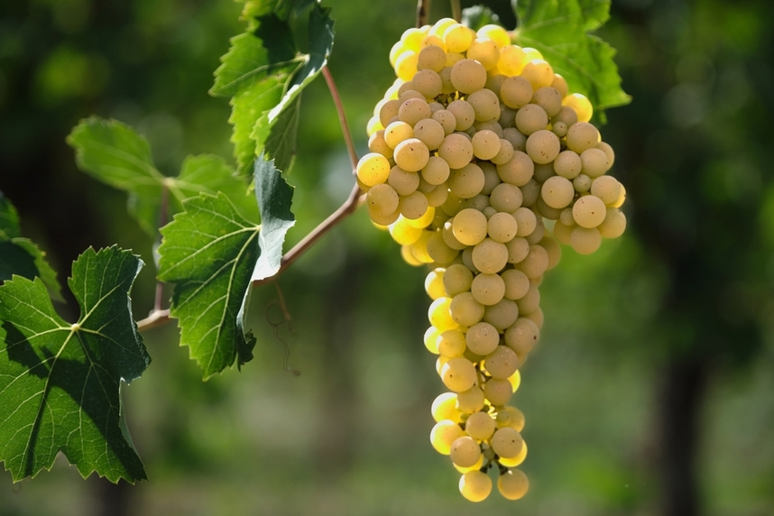 caratteristiche del vino e del vitigno fiano