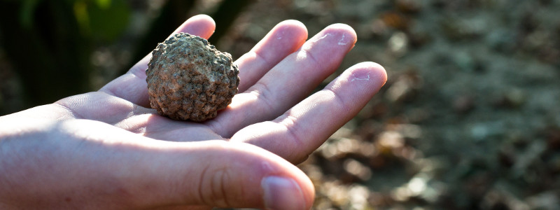 Il mercato del tartufo bianco, cuore pulsante della Fiera Internazionale di Alba