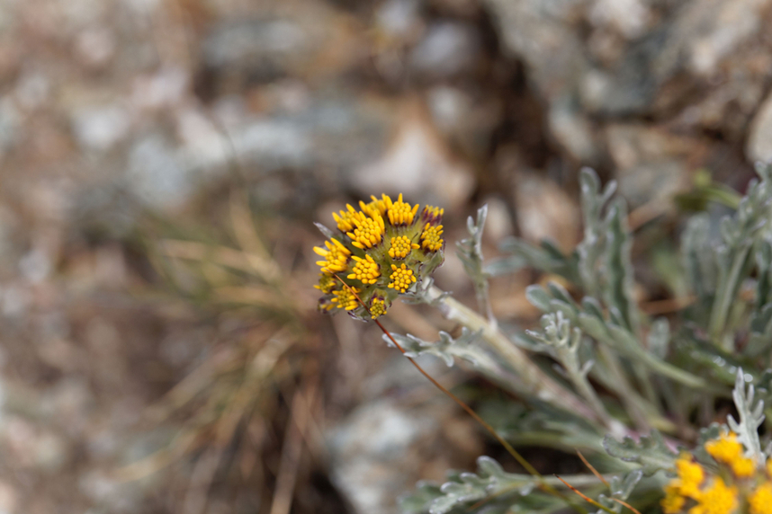 fiore di artemisia genepy