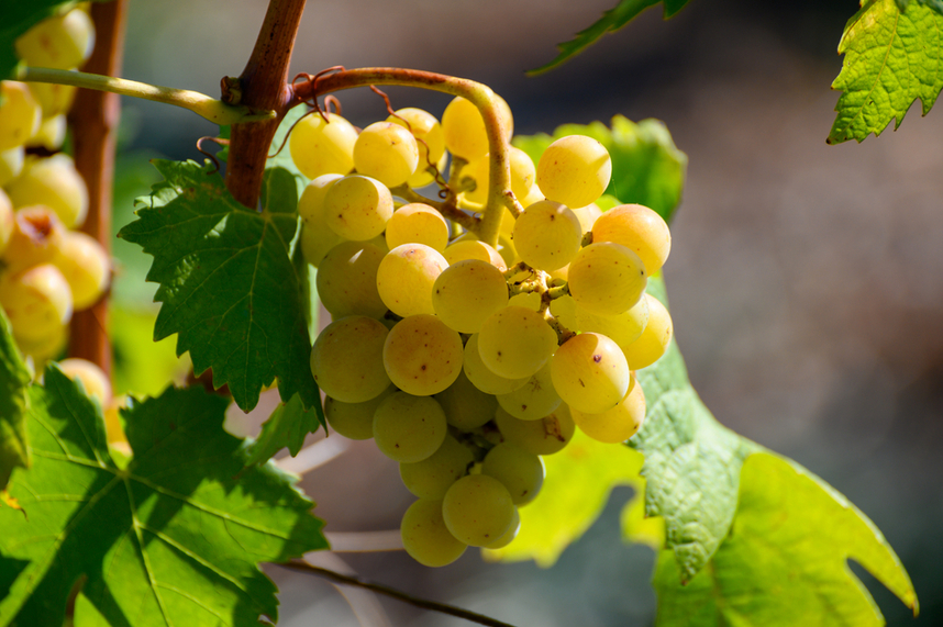 grillo sicilia doc zona di produzione