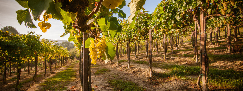 I mestieri del vino: l'agronomo