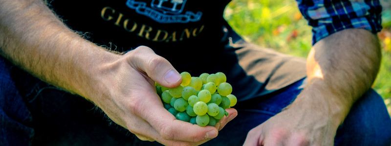 Mestieri del vino: cantinieri e vendemmia