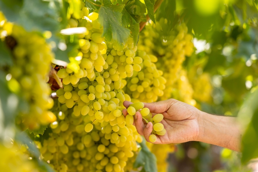migliori chardonnay e abbinamenti gastronomici