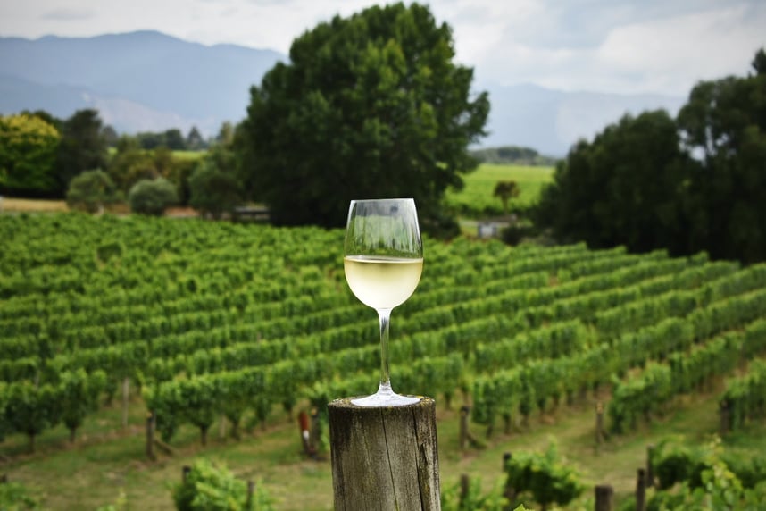 migliori sauvignon blanc