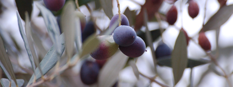 Giordano Vini alla scoperta della Puglia: olio e olive