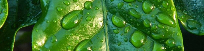 Pulizie di Primavera ecosostenibili con detergenti green