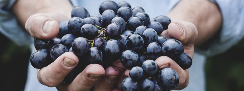 Facciamo vino da quasi 120 anni: fidati della nostra esperienza