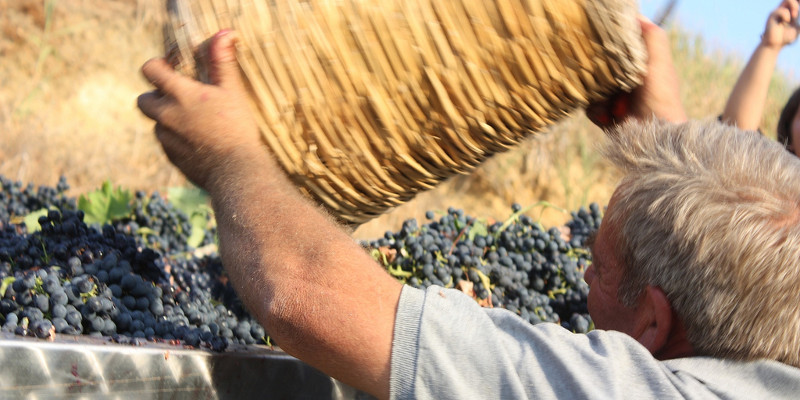 I vini siciliani Giordano, passione e tradizione in ogni fase della produzione