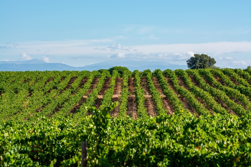 syrah coltivazione francia