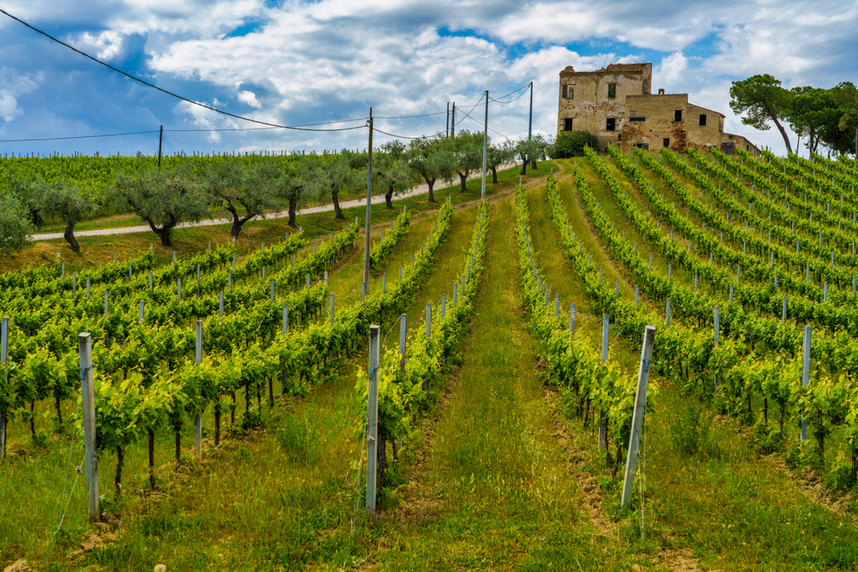 terroir e zone di produzione del vitigno passerina