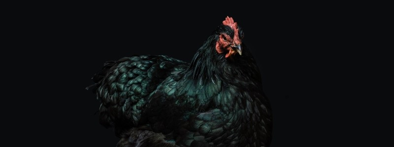 Giordano Vini alla scoperta di 5 cose che forse non sai della Toscana: il Gallo Nero