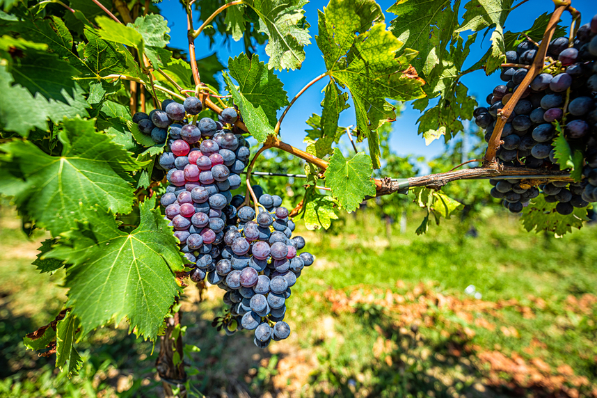 uve sangiovese e vino nobile di montepulciano docg