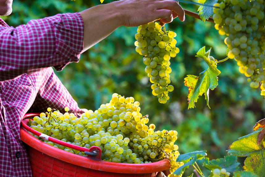 vendemmia manuale dei vini