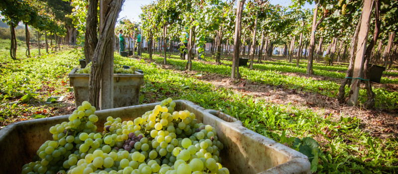 Vini online, scegli chi produce vino come Giordano Vini