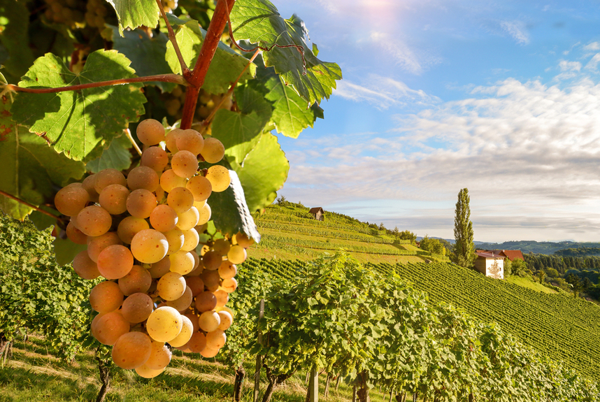 vino cortese piemonte doc storia e terroir