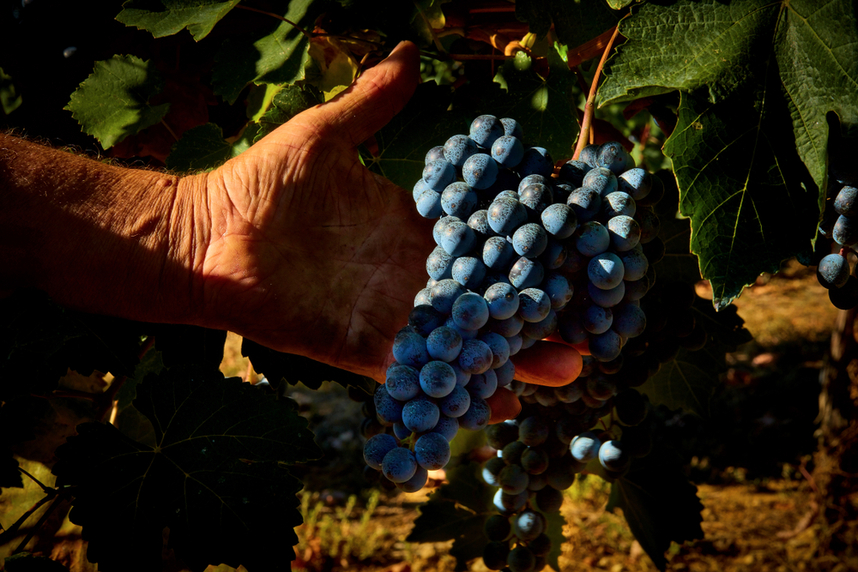 vino lambrusco denominazioni e tipologie