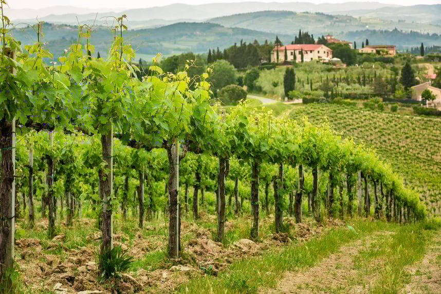 vino rosso di montalcino doc storia e zona di produzione