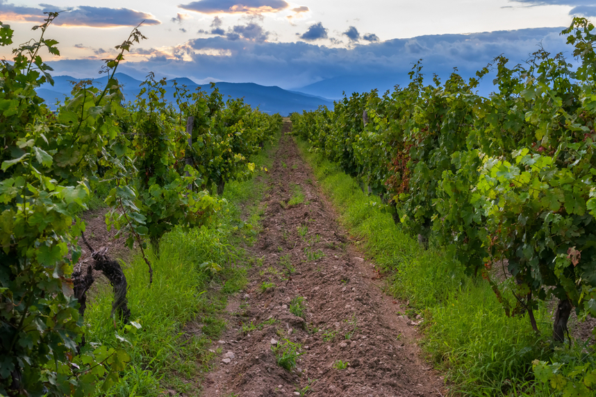 vitigni e vini internazionali, caratteristiche e abbinamenti